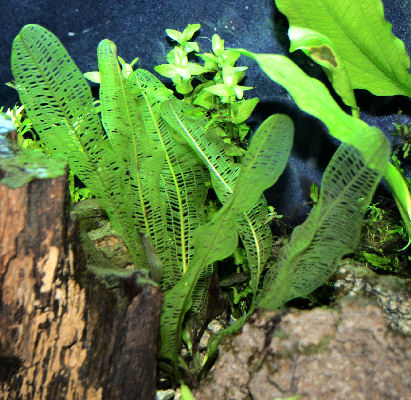 APONOGETON